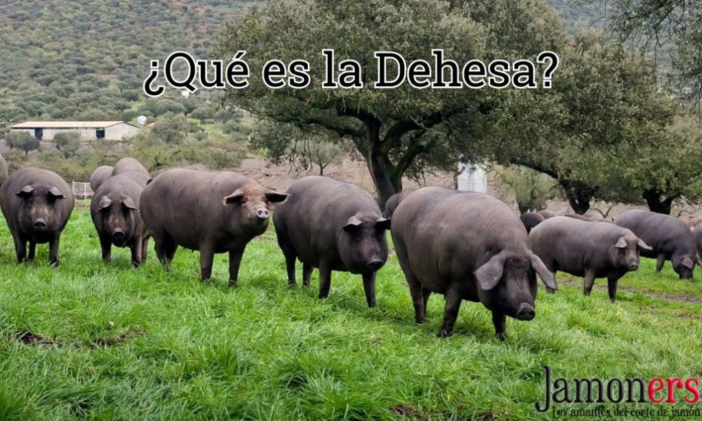 Dehesa