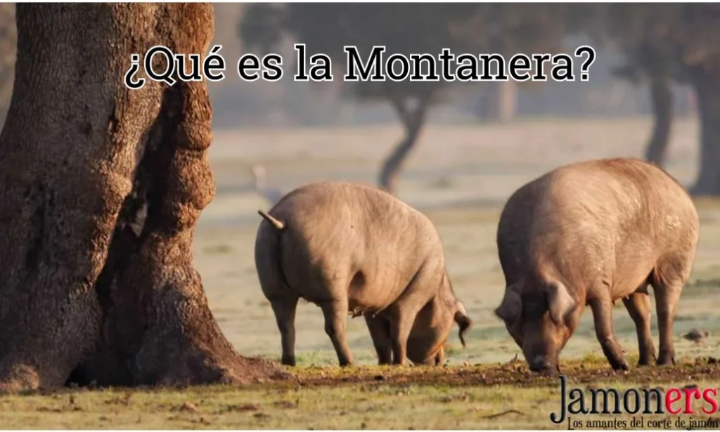 Qué es la montanera