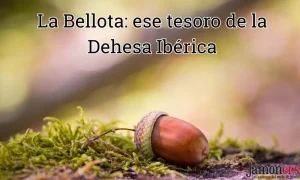 bellota