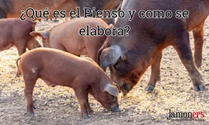 Qué es el pienso